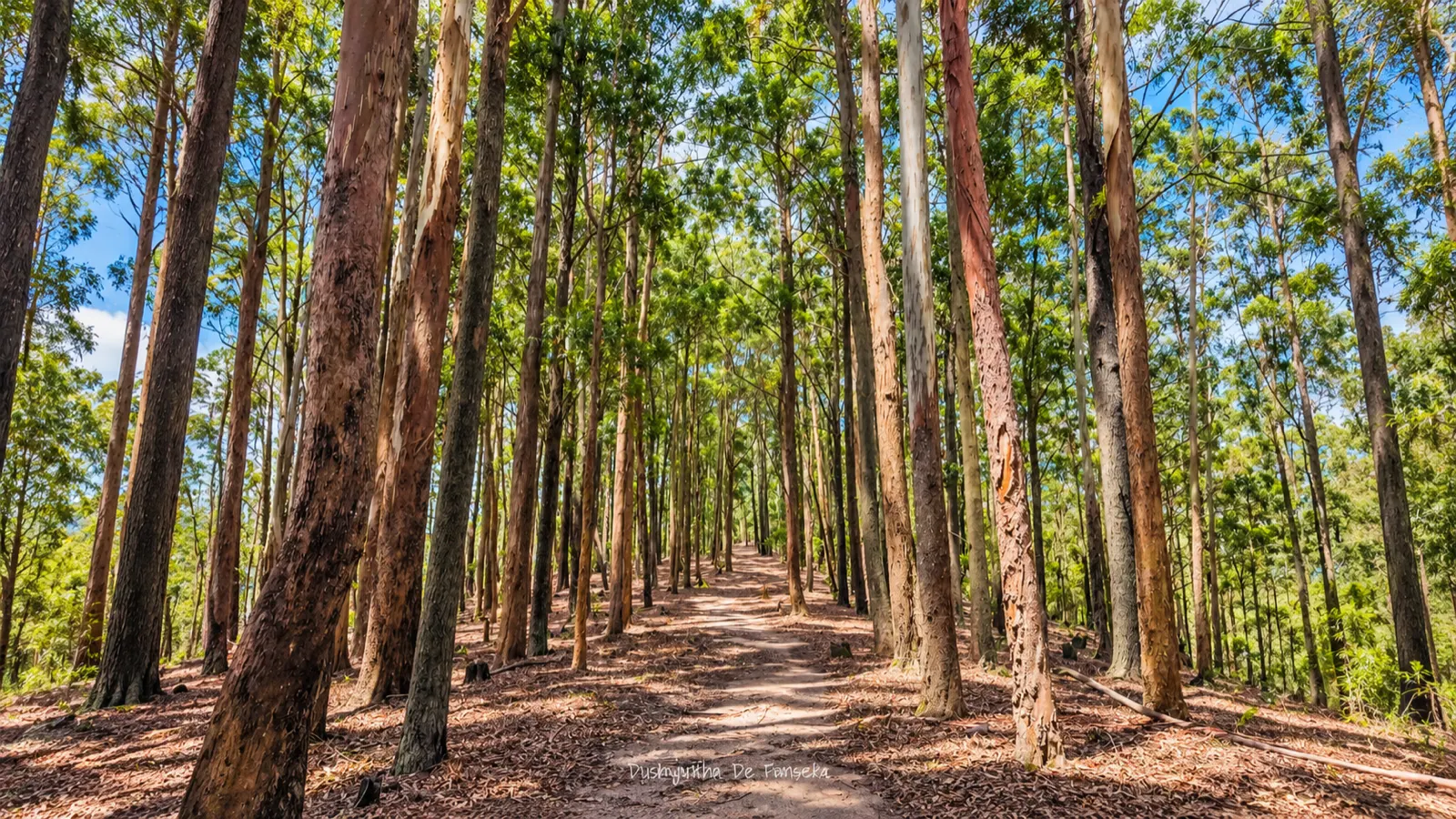 Forest path in the hill country