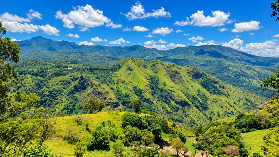 Tea country ridges